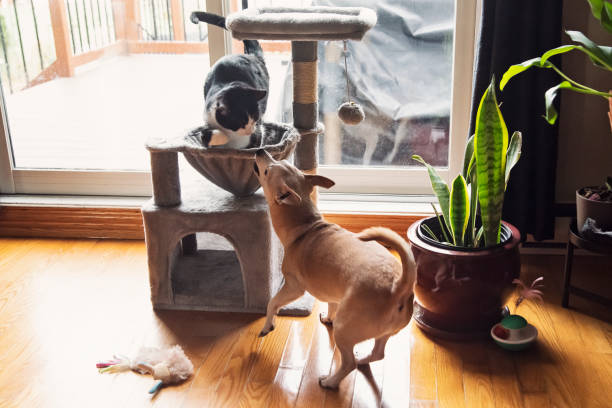 Chico and Mini the two cute chihuahuas