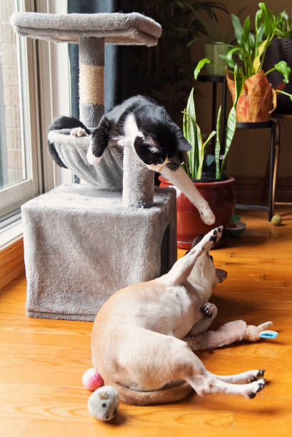 Cat and dog playing together at home. No people. Cat is a black and white tuxedo young cat and dog is a 10 year’s old mix between a chihuahua and a corgi. They are playing in a cat tree. Vertical full length indoors shot with copy space.