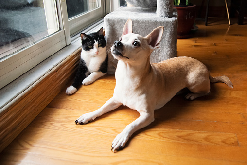 Cat and dog lying down together at home. No people. Cat is a black and white tuxedo young cat and dog is a 10 year’s old mix between a chihuahua and a corgi. Horizontal full length indoors shot with copy space.