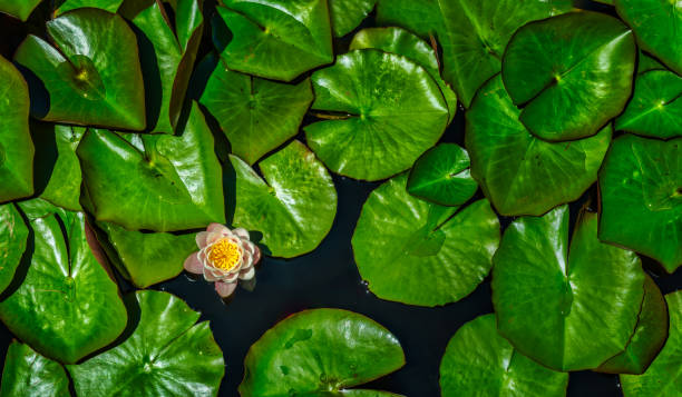 Nymphaea candida White Water Lily blooming in a pond during spring, Cape Town, South Africa Nymphaea candida White Water Lily blooming in a pond during spring, Cape Town, South Africa nymphaea candida stock pictures, royalty-free photos & images