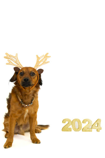 istock charming dog with reindeer antlers, year greeting 2024 white background for writing 1817365518