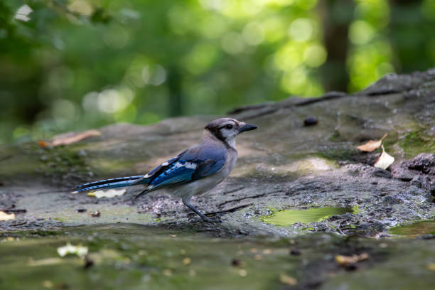 istock Blue Jay (Cyanocitta cristata): Vivid Elegance in North American Woodlands 1817373865
