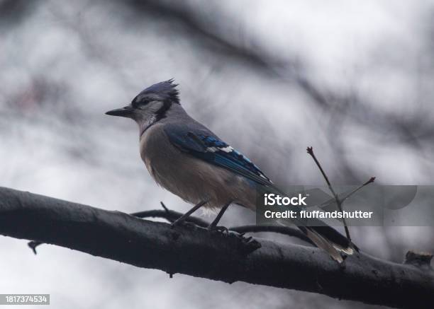 Blue Jay Vivid Elegance In North American Woodlands Stock Photo - Download Image Now
