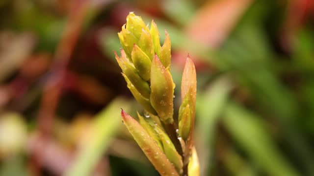 Dragon Tail Bromeliad