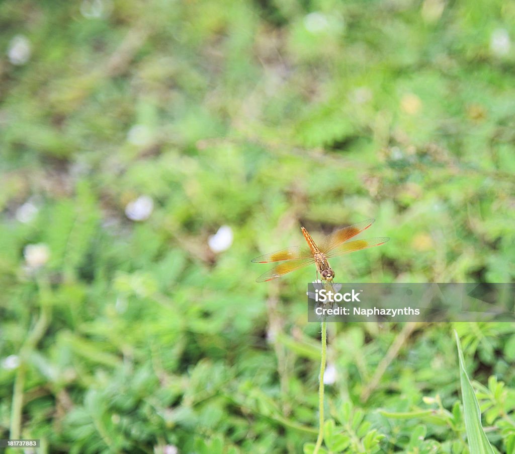 Libelle im Reisfeld - Lizenzfrei Bildhintergrund Stock-Foto