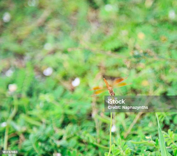 Libelle Im Reisfeld Stockfoto und mehr Bilder von Bildhintergrund - Bildhintergrund, Blatt - Pflanzenbestandteile, Drache