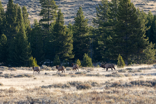 It was a cool October in Yellowstone as this big male Elk made his presence clear to not only the females but a few photographers including myself.
