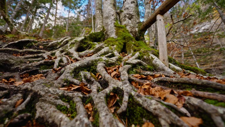 SLO MO Large Tree Roots on the Surface of Earth in Forest Under Sky