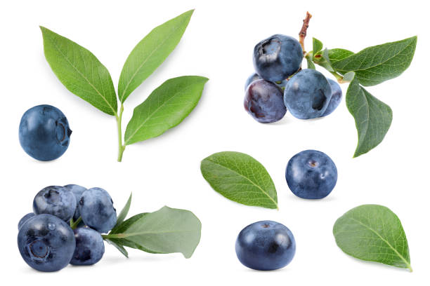 istock Set with fresh ripe blueberries and green leaves isolated in white 1817398405