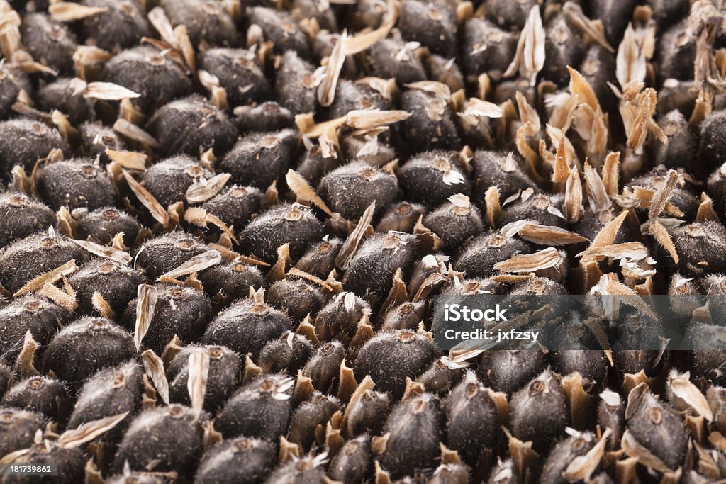 Colhido de girassol - Foto de stock de Agricultura royalty-free