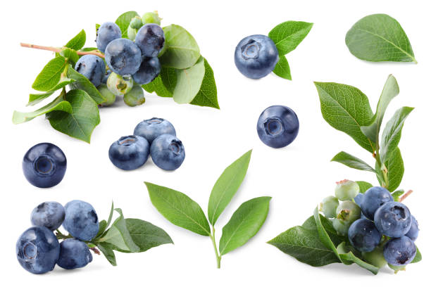 istock Set with fresh ripe blueberries and green leaves isolated in white 1817400000