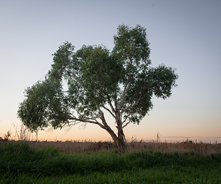 A photo of a lopsided tree taken in the wetlands at sunset.