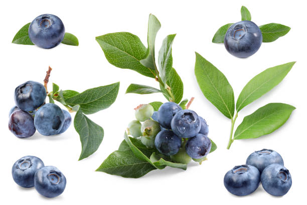 istock Set with fresh ripe blueberries and green leaves isolated in white 1817400433