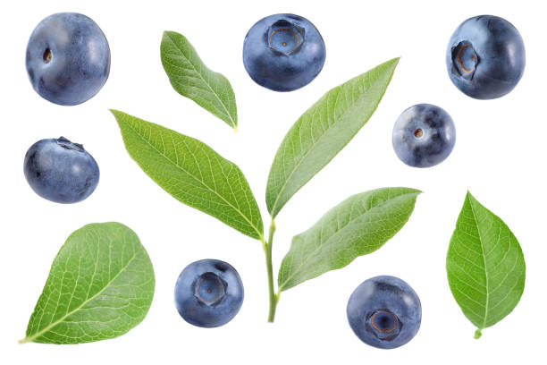 istock Set with fresh ripe blueberries and green leaves isolated in white 1817402667