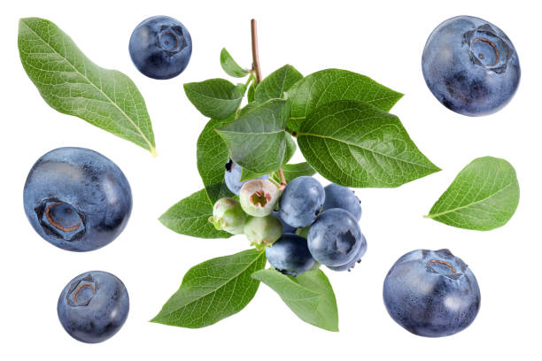 istock Set with fresh ripe blueberries and green leaves isolated in white 1817403202