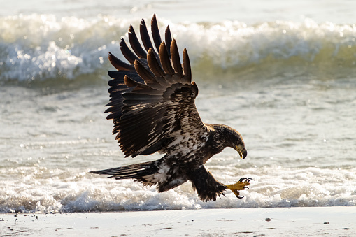 Immature bald Eagle with wings and talons  outstretched....waves in the background