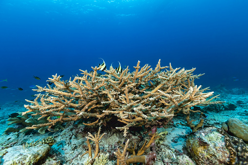 Next to Tayandu Island there are Karangs, shallow areas that reach a few meters below the surface. They are full of life. This one is a long shallow reef reaching 5 to 8 meters at the shallowest. The coral community was dominated by large table Acropora with huge Porites colonies scattered about, and large patches of Isopora. This large Acropora coral is a good shelter for many fish species like Blue-Green Chromis Chromis viridis, Reticulated Dascyllus  Dascyllus reticulatus, Webers Chromis Chromis weberi, Threadfin Anthias Pseudanthias huchti, Ternate Chromis Chromis ternatensis, Scaly Chromis Chromis lepidolepis, Leopard Wrasse Macropharyngodon meleagris and more. Moorish Ideol Zanclus cornutus on top. 
Karang Huisman, Tayandu Island, Indonesia, 
5°28'41.72 S 132°13'21.31 E at 13m depth