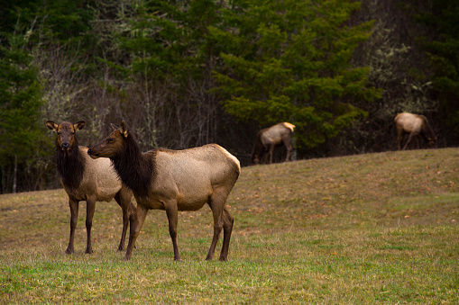 Roosevelt elk seen in a field near Olympic National Park in Washington state