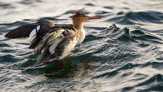 Female red breasted Merganser stretching it's wings