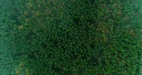Drone wood. Forest landscape. Scenic foggy reserve beauty countryside of wild summer national parkland top view.
