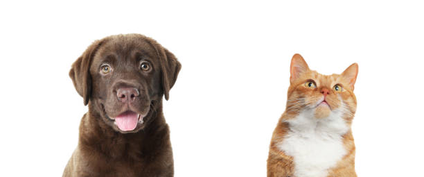 istock Red cat and chocolate Labrador Retriever on white background. Cute pets 1817461336