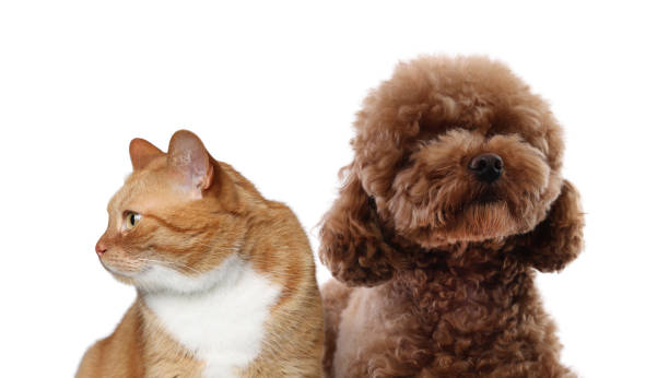 istock Red cat and Maltipoo on white background. Cute pets 1817461755