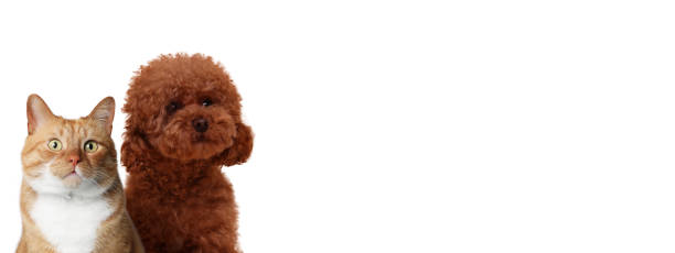 istock Red cat and Maltipoo on white background. Cute pets 1817461829