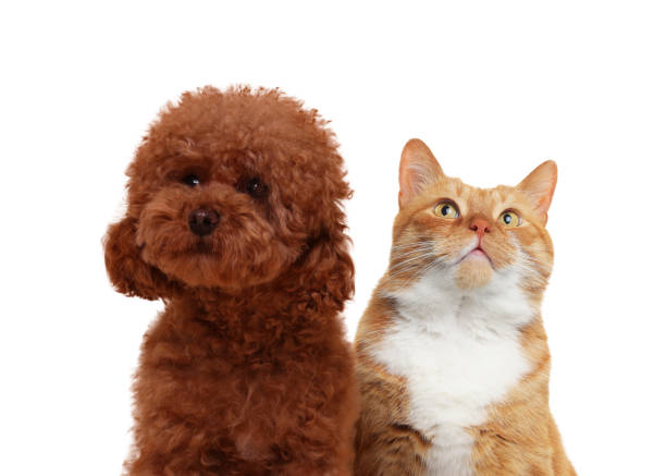 istock Red cat and Maltipoo on white background. Cute pets 1817461855