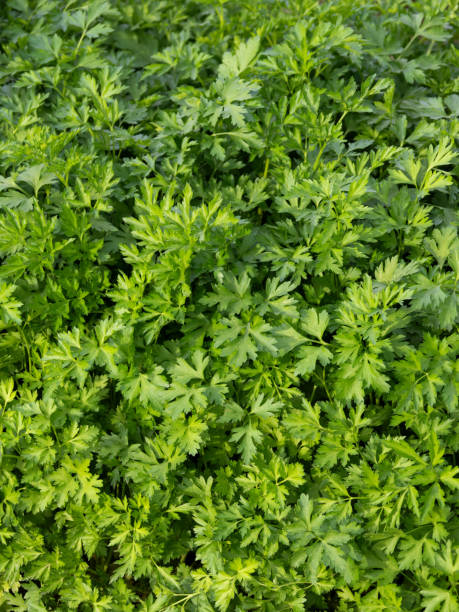 istock Cultivating Italian parsley 1817461861