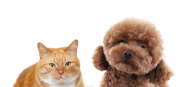 istock Red cat and Maltipoo on white background. Cute pets 1817461867