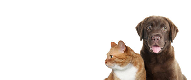 istock Red cat and chocolate Labrador Retriever on white background. Cute pets 1817461869