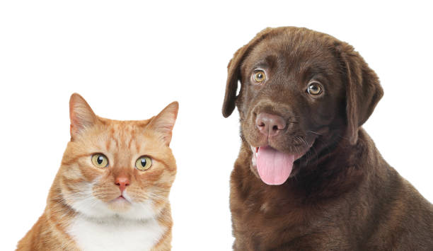 istock Red cat and chocolate Labrador Retriever on white background. Cute pets 1817461871