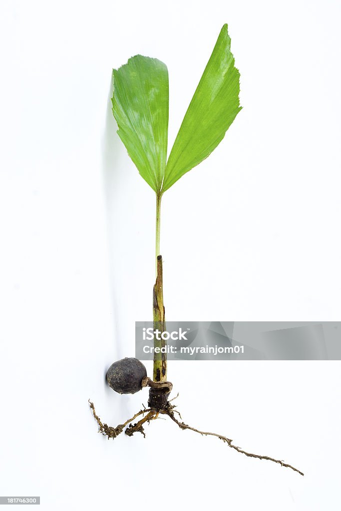 Young palm seedling Houseplant Stock Photo