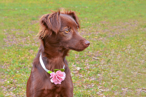 Brown dog, adopted mutt in collar, walks in park on grass, looks at passers-by