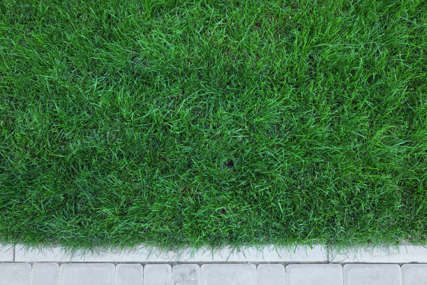istock Fresh green grass growing outdoors on summer day, top view 1817464975