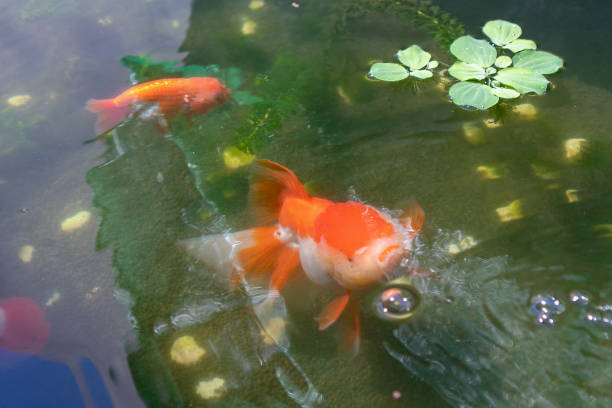 istock Goldfish in aquarium fish pond close up 1817465211