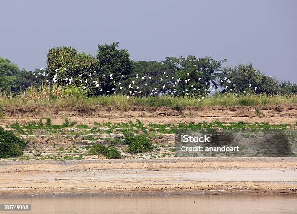 Aves Blanco Foto de stock y más banco de imágenes de Aire libre - Aire libre, Animales salvajes, Azul