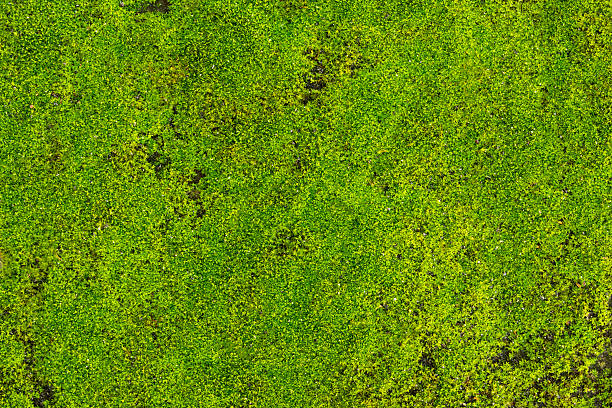 istock Green lichen background on the rock 181750971
