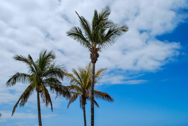 istock palm tree and blue sky, digital photo picture as a background 1817519603