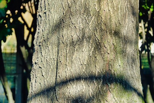 bark of a tree, photo as a background