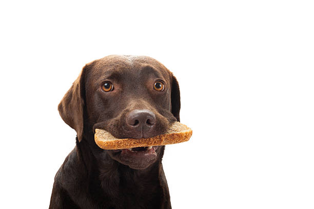 istock Brown labrador with a slice of bread 181752507