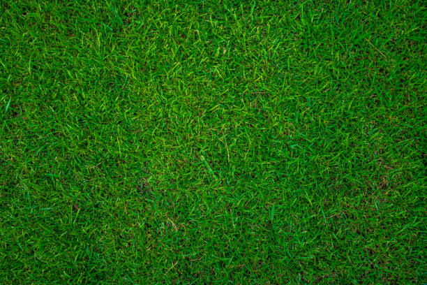 istock Real green meadow grass foliage background 1817534390