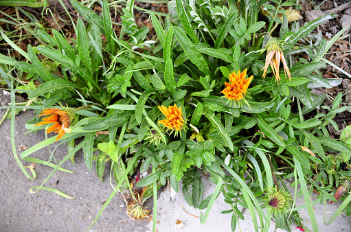 Orange-colored Gazania buds blooming in the garden