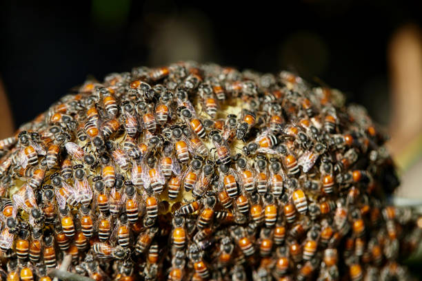istock Close-up of honey bee on honeycomb 1817548096