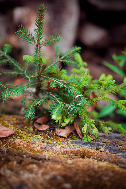 istock Wedding rings at a little pine-tree 181754815
