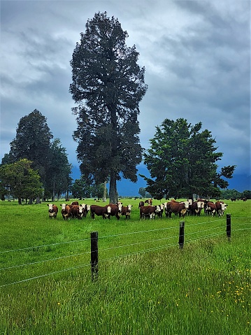 Beautiful herd of cattles, South Island, New Zealand