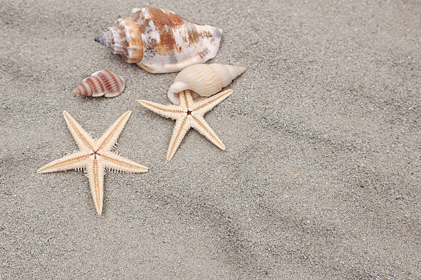 istock Sea shells and starfish on the sand 181756706
