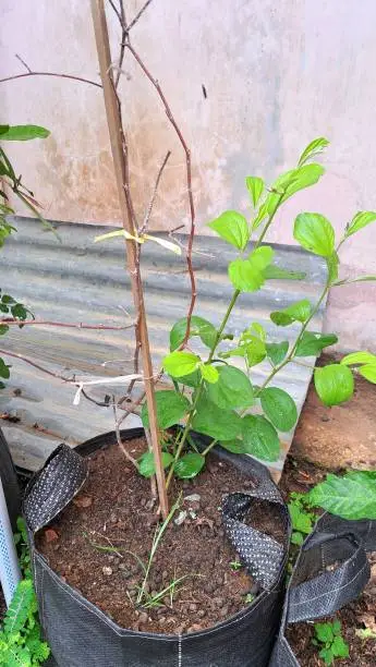 Photo of photo of a green apple tree, Serdang trubus, very suitable for promotional media for plants and fruit