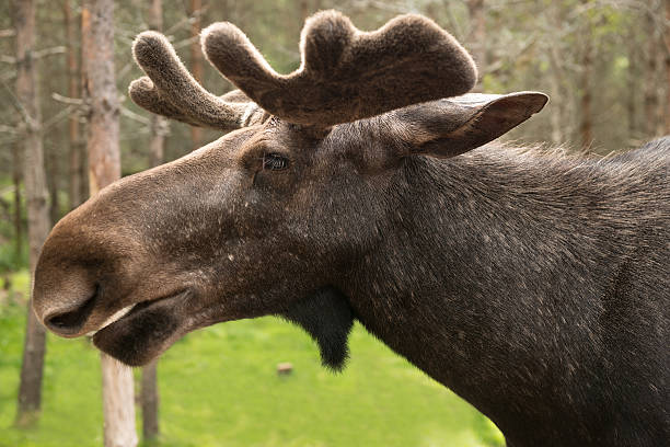 A storm cloud just passed over Mac The Moose, 32 ft tall sculpture, largest in North America. This image was taken from the visitors center just off highway 1. 40 mins from Regina Saskatchewan, Canada.