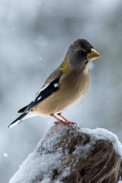 istock A female evening grosbeak poses on a snowy day 1817570536